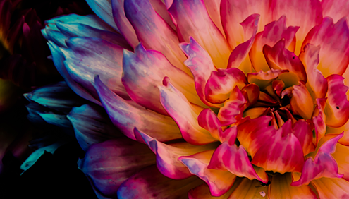 Close up photo of a Dahlia with pink and purple stripes radiating out from a white and yellow center on a dark background.
