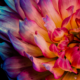 Close up photo of a Dahlia with pink and purple stripes radiating out from a white and yellow center on a dark background.