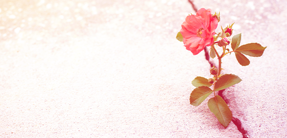 Pale colored concrete with a ragged crack gives way to an English rose, flourishing despite the conditions where is grows and boldly becoming the beautiful flower it is meant to be.